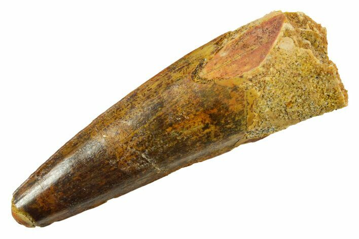 Fossil Spinosaurus Tooth - Real Dinosaur Tooth #380975